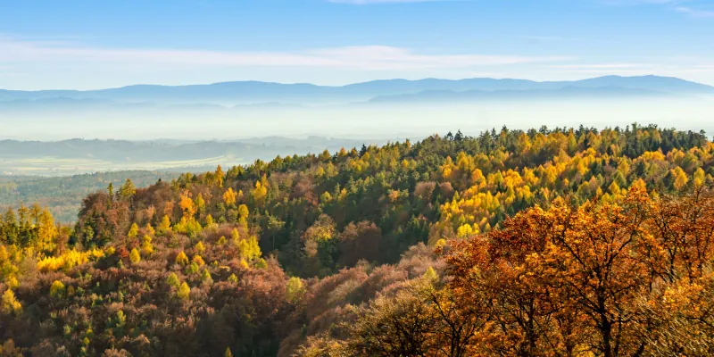 foresta delle cesane